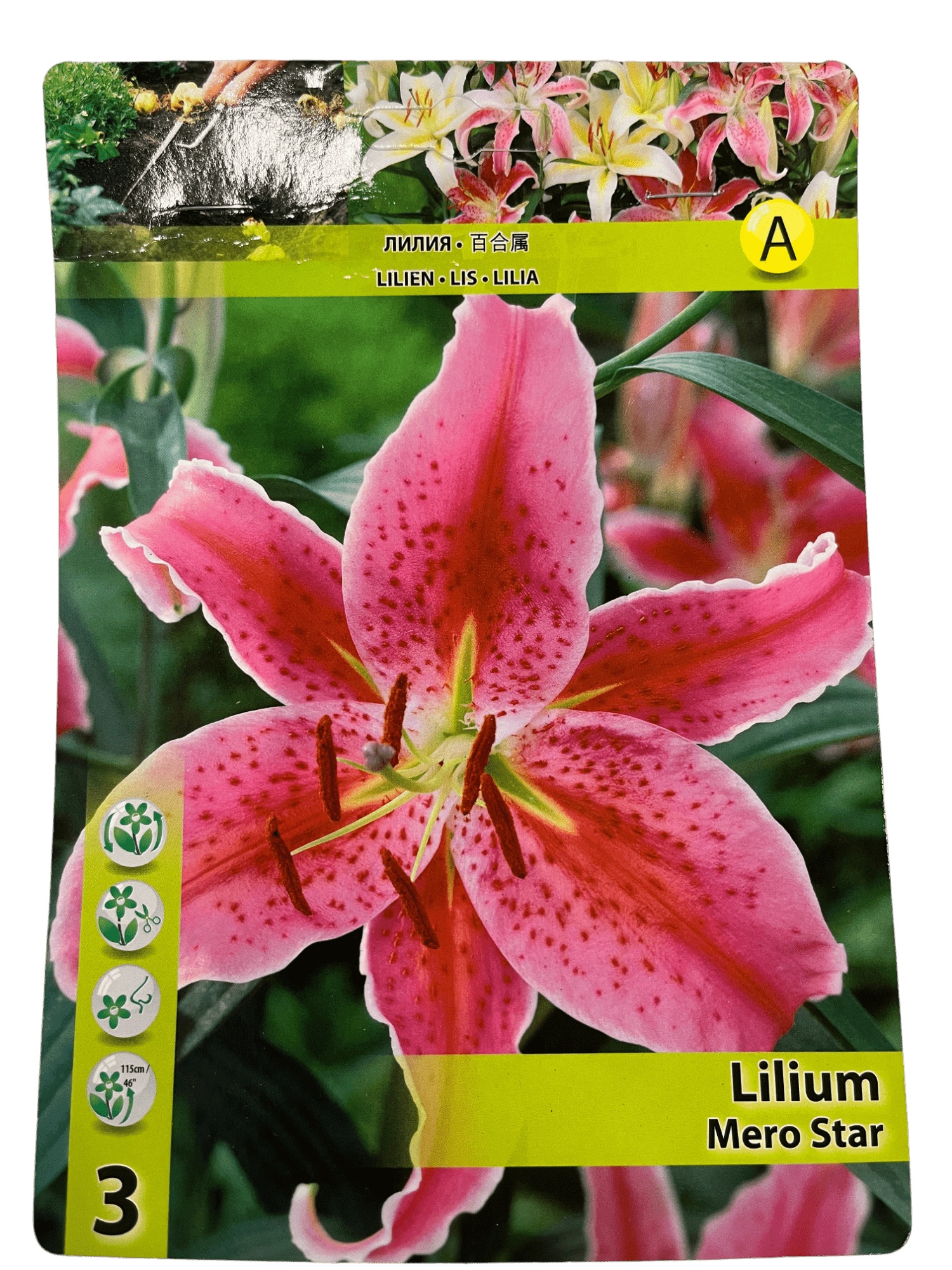 STAR CAPPERLINE STA ЛИЛИЯ MERO STAR (X3),