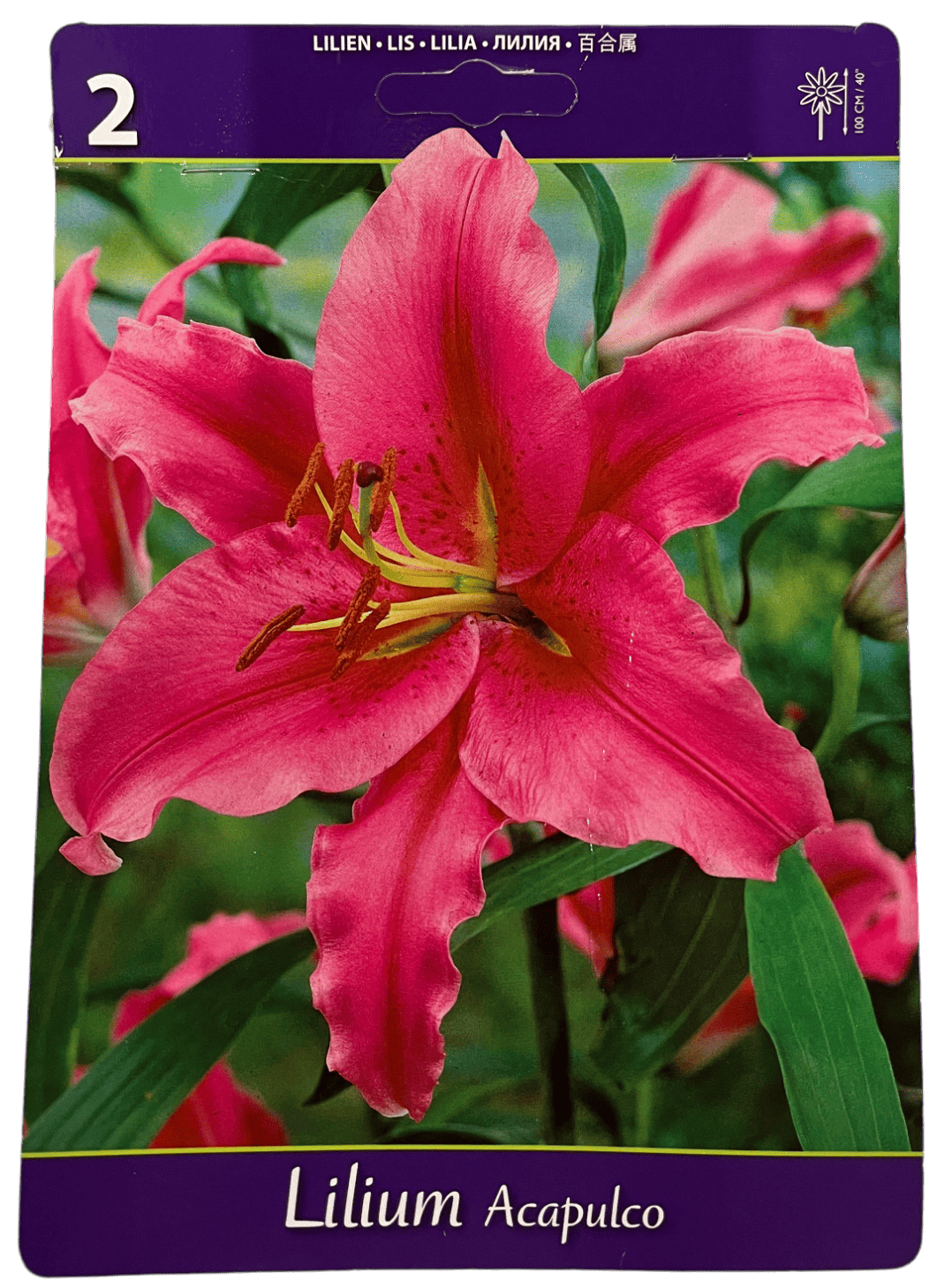 BEST BUY CAPPERLINE BES ЛИЛИЯ ACAPULCO (X2),