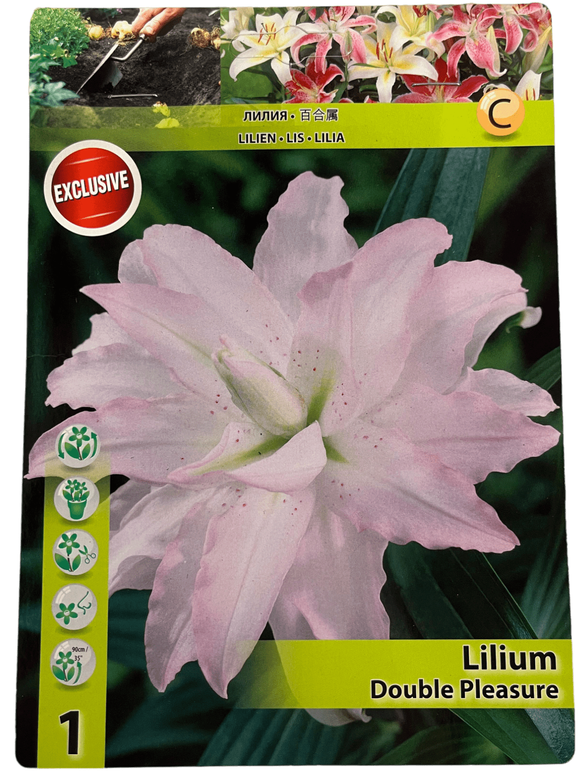 STAR CAPPERLINE STA ЛИЛИЯ DOUBLE PLEASURE (X1),