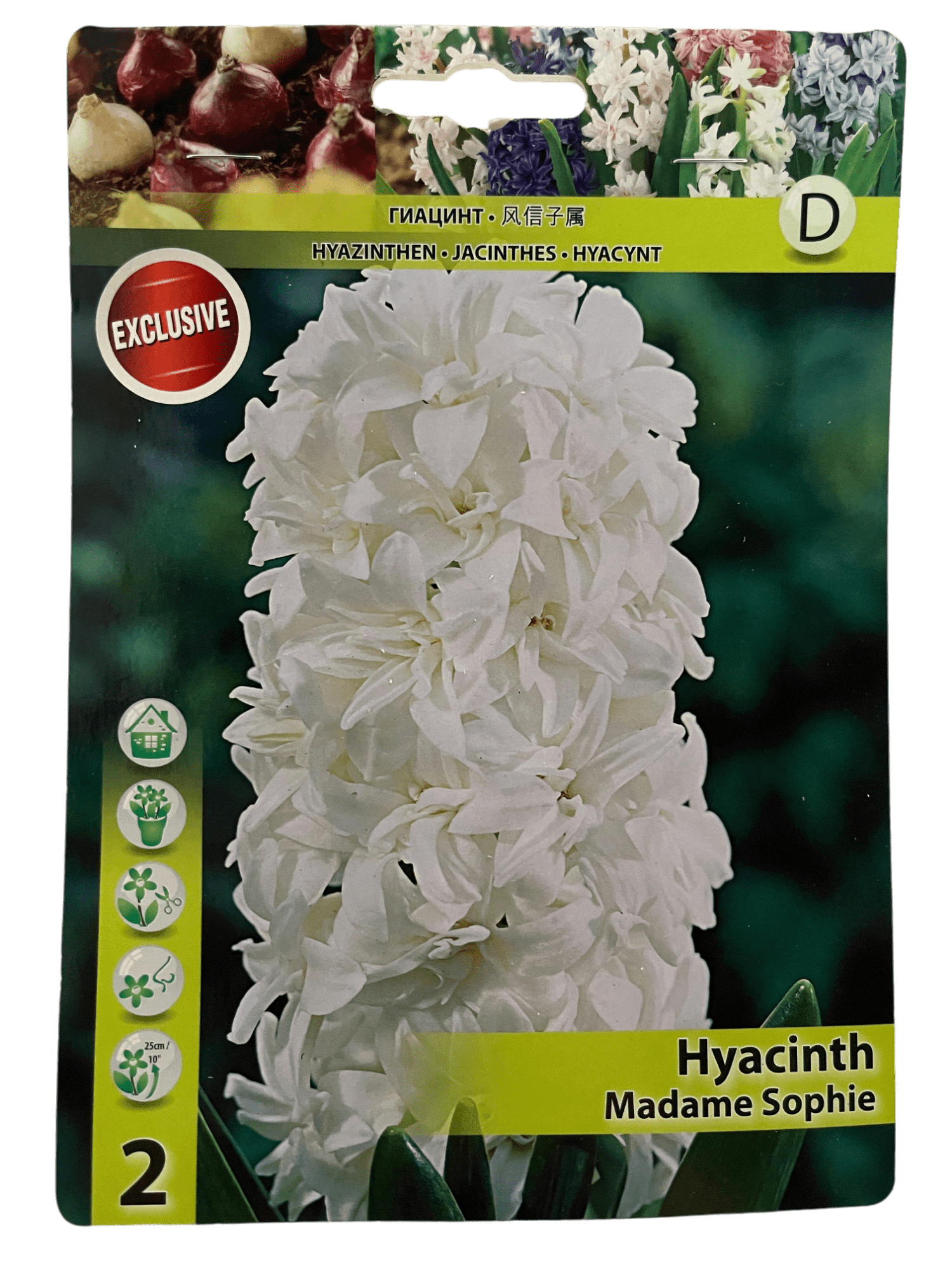 STAR CAPPERLINE STA ГИАЦИНТ MADAME SOPHIE (X2),