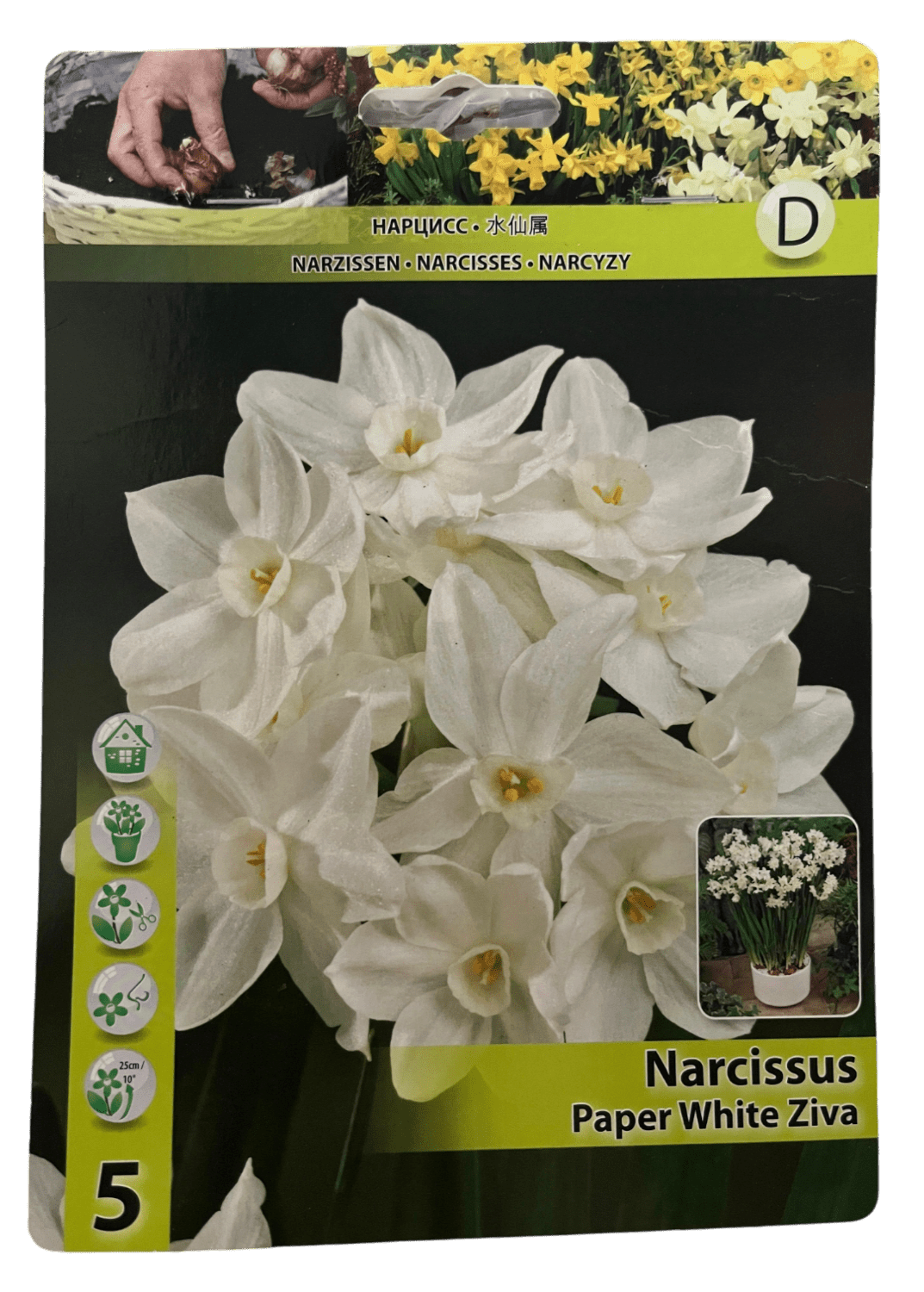 STAR CAPPERLINE STA НАРЦИСС PAPER WHITE ZIVA (X5),