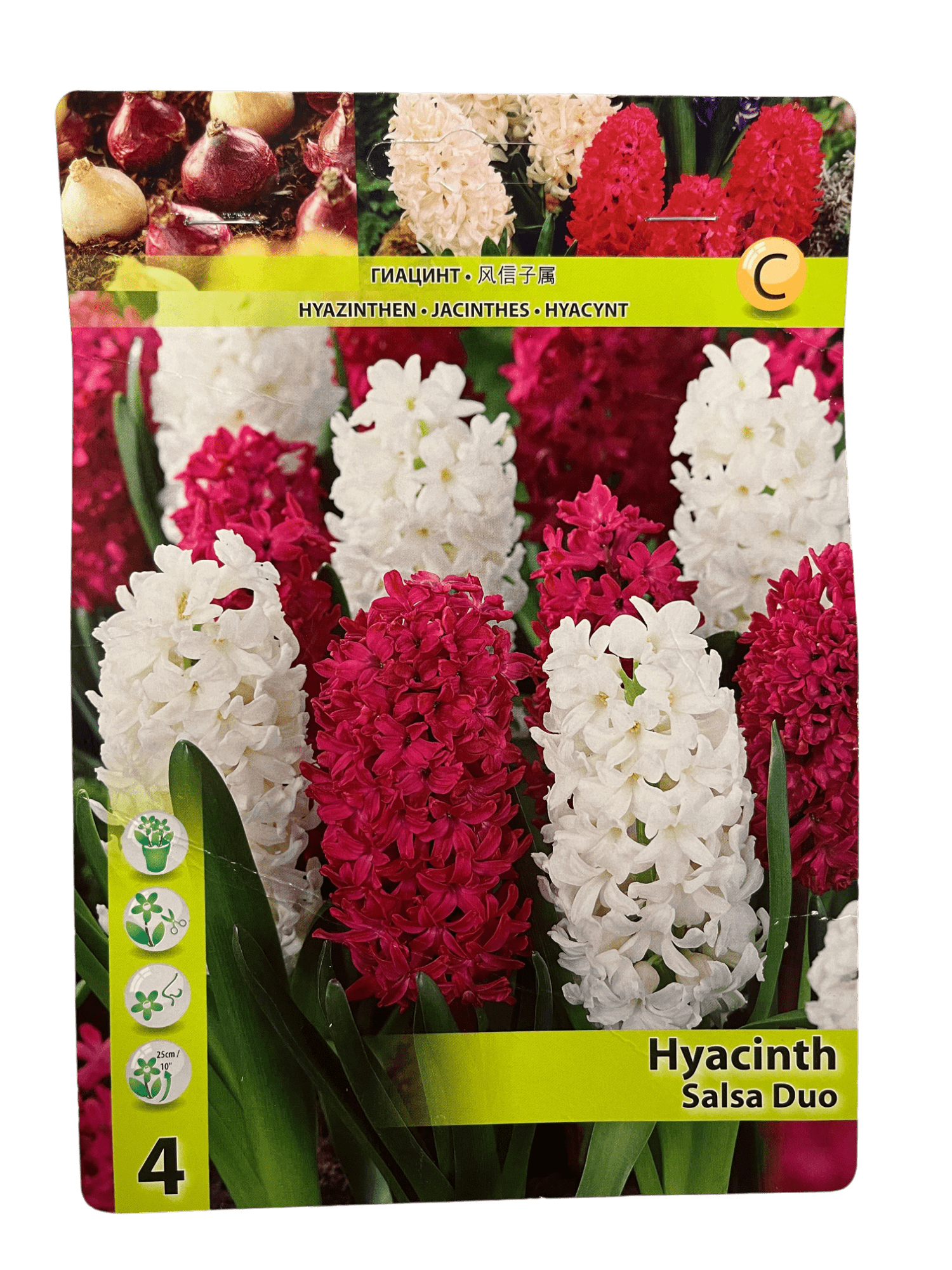 STAR CAPPERLINE STA ГИАЦИНТ SALSA DUO (X4),