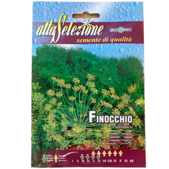 Укроп пахучий