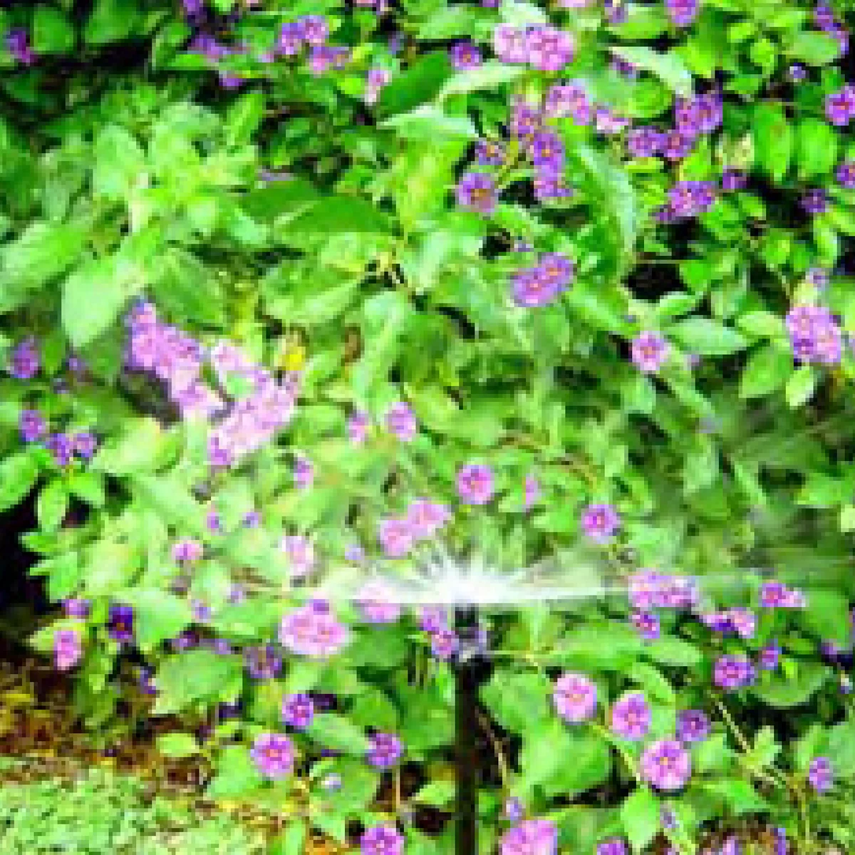 Разбрызгиватель регулируемый с резьбой SPRAY REGOLABILE 90  FILETTATO.