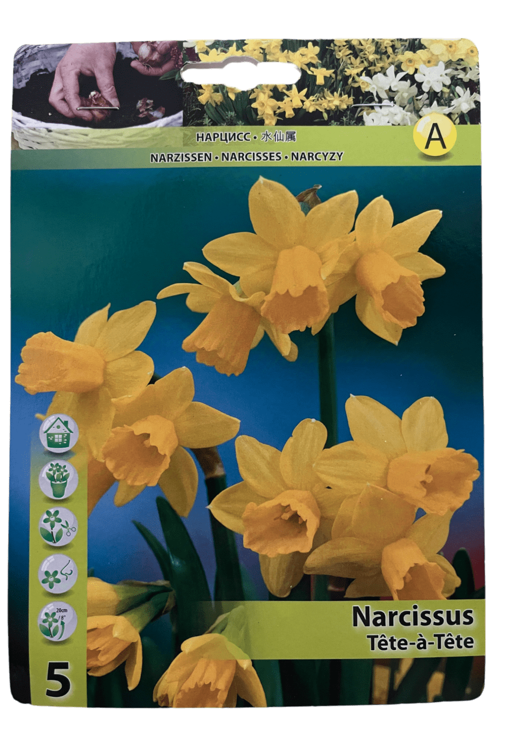 STAR CAPPERLINE STA НАРЦИСС TÊTE-À-TÊTE (X5),