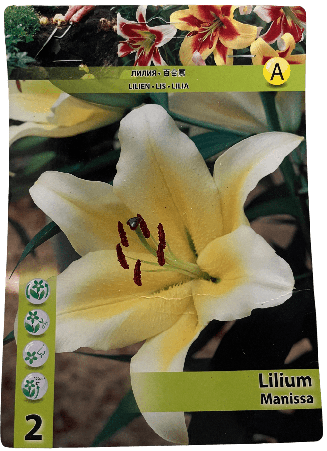 STAR CAPPERLINE STA ЛИЛИЯ MANISSA (X2),