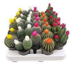 Кактус Микс (С Сухими Цветами) (D-8,5; H-15)