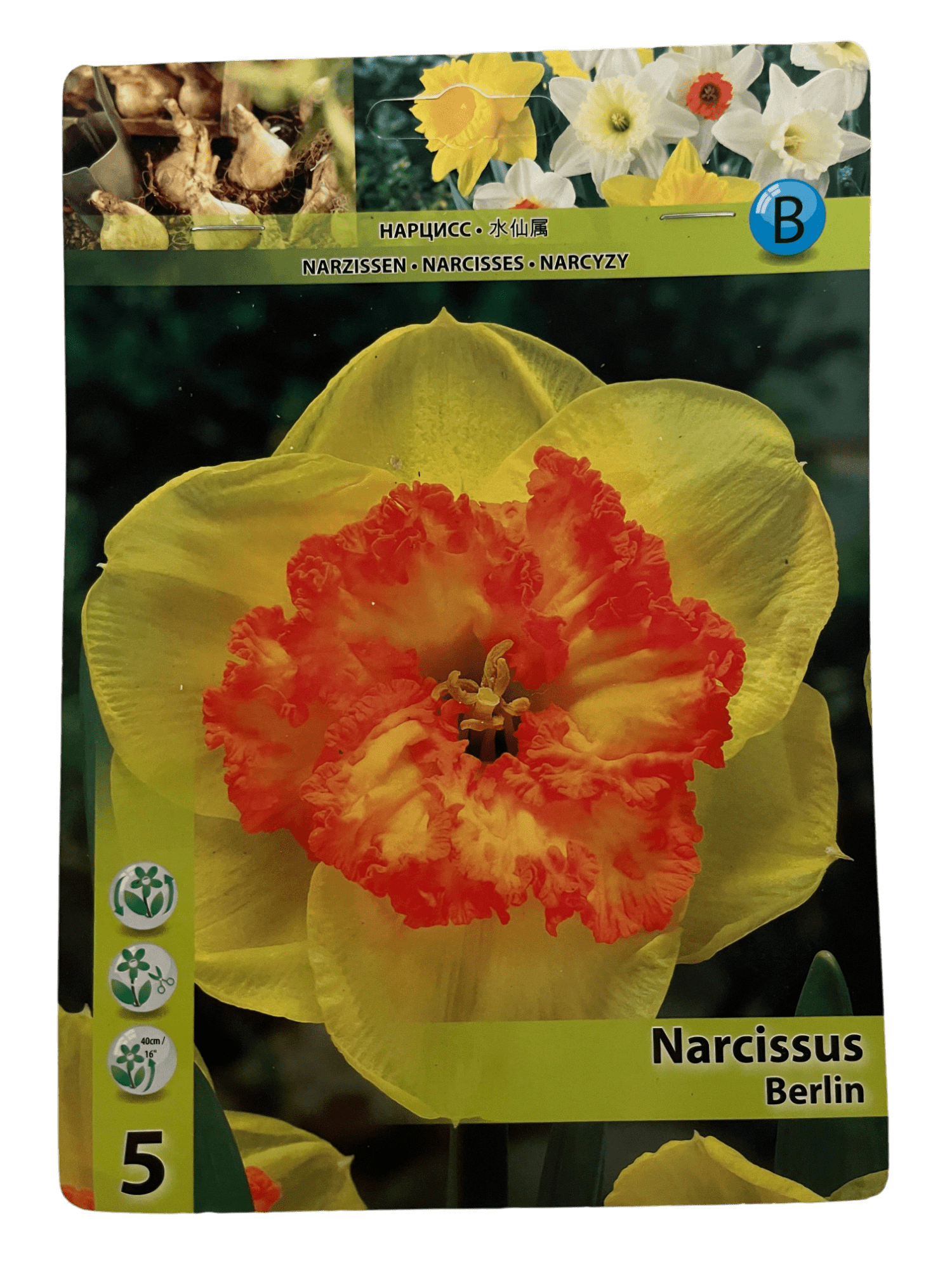 STAR CAPPERLINE STA НАРЦИСС BERLIN (X5),