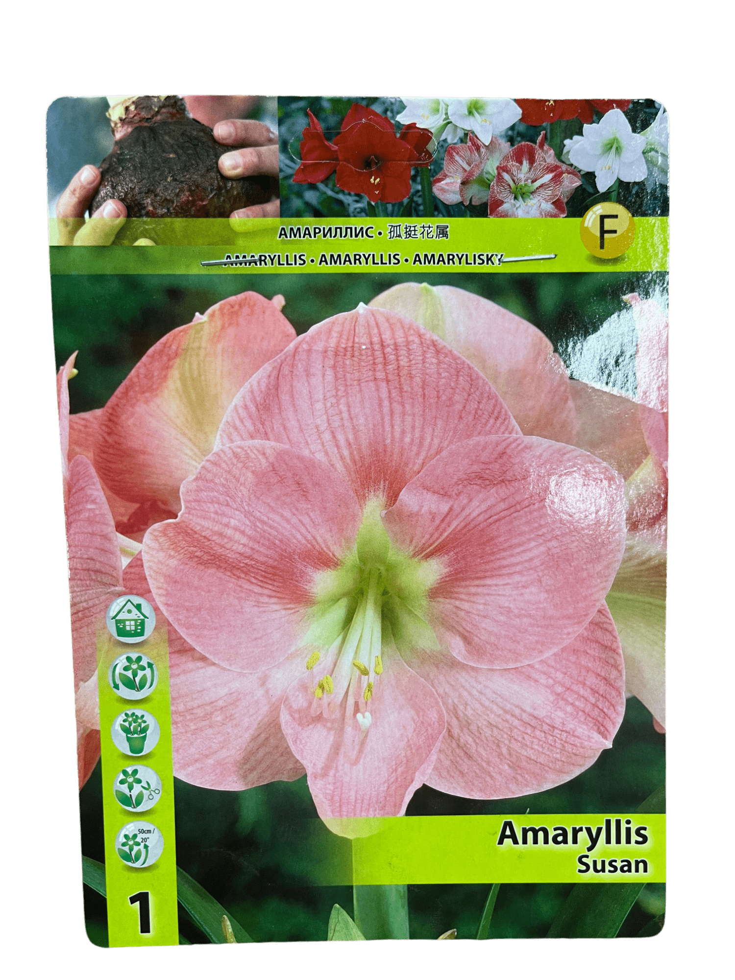 STAR CAPPERLINE STA АМАРИЛЛИС SUSAN (X1),