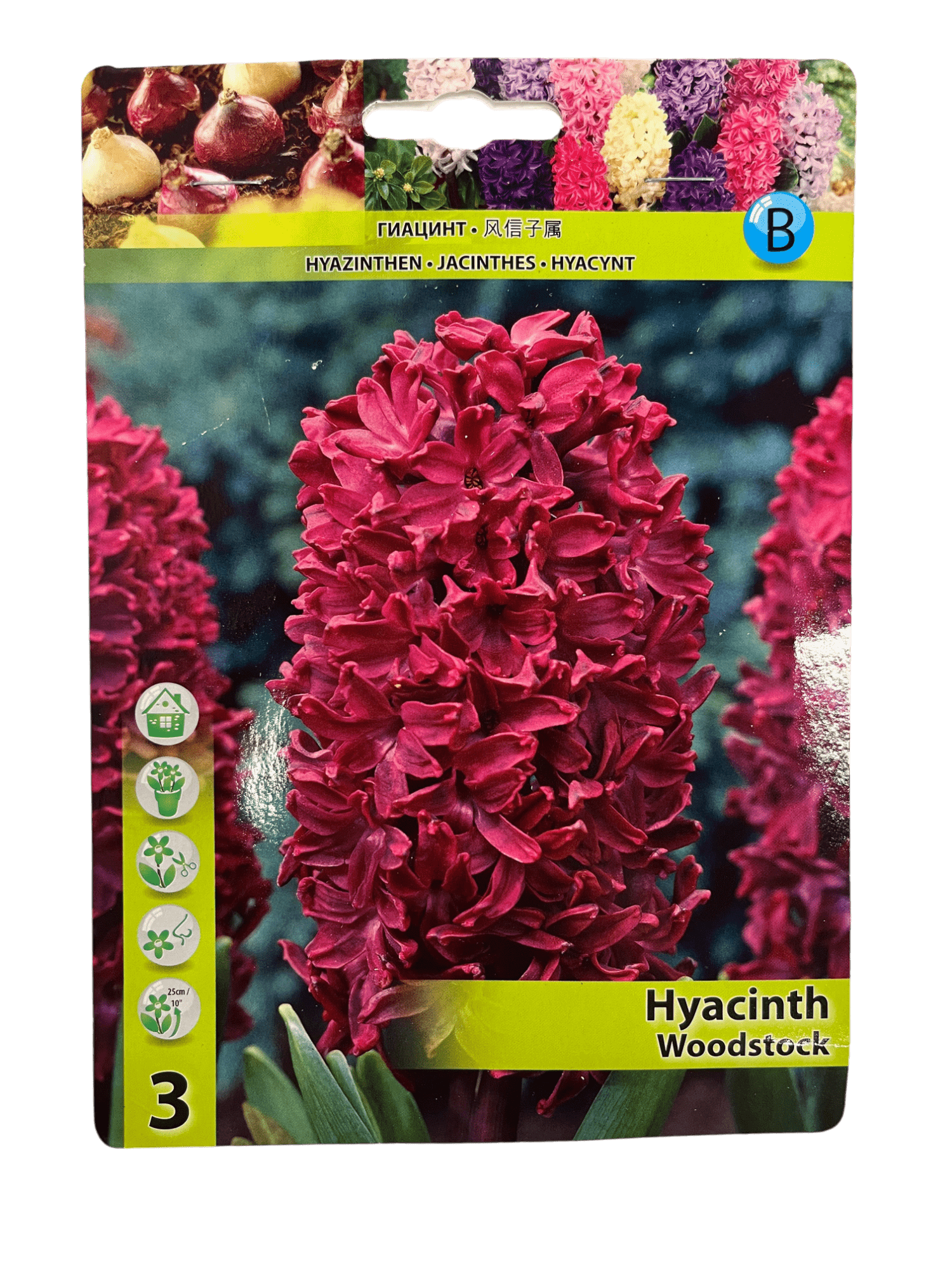 STAR CAPPERLINE STA ГИАЦИНТ WOODSTOCK (X3),