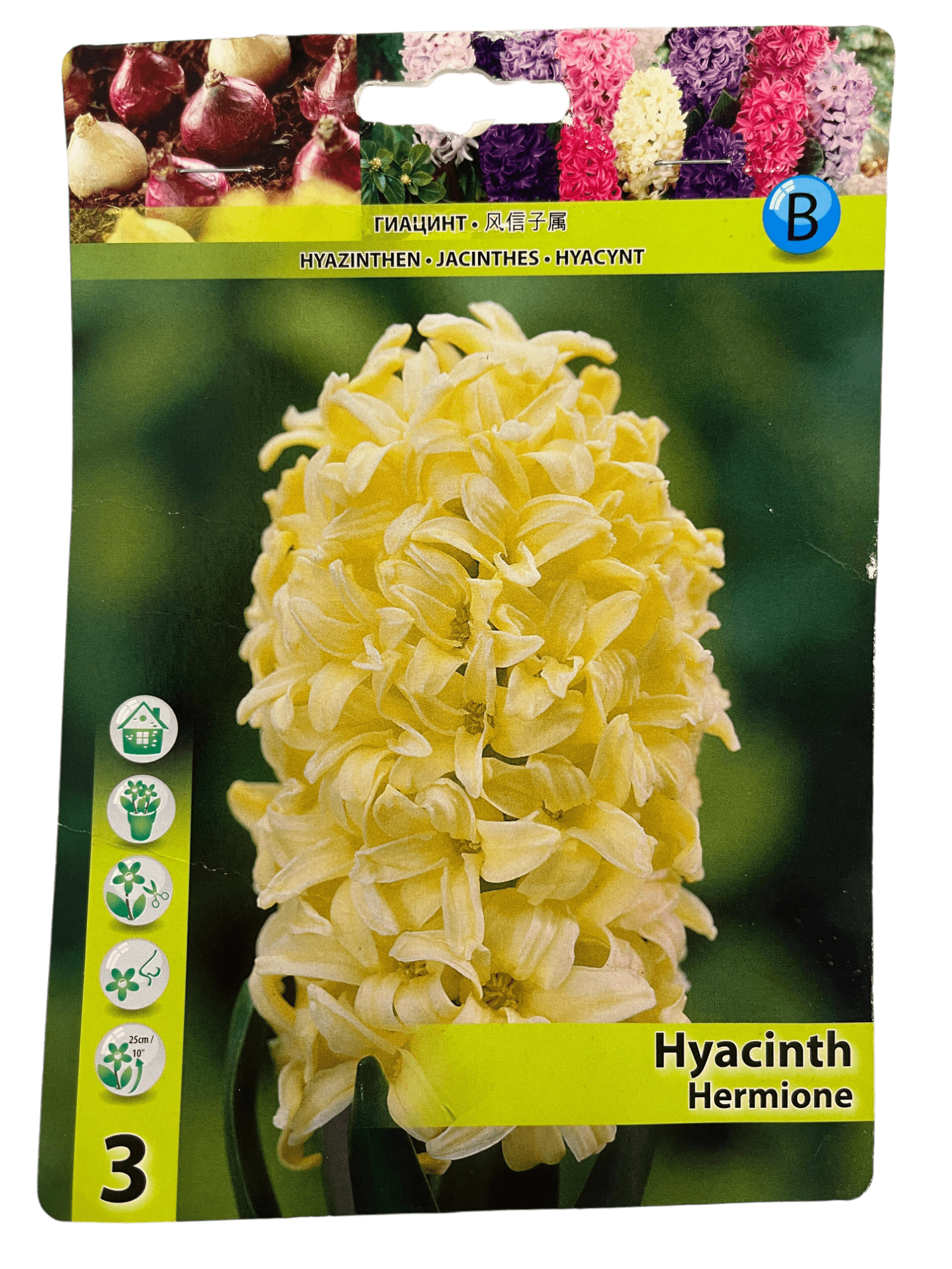 STAR CAPPERLINE STA ГИАЦИНТ HERMIONE (X3),