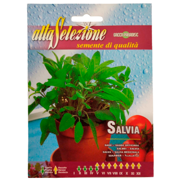 Шалфей обякновенный