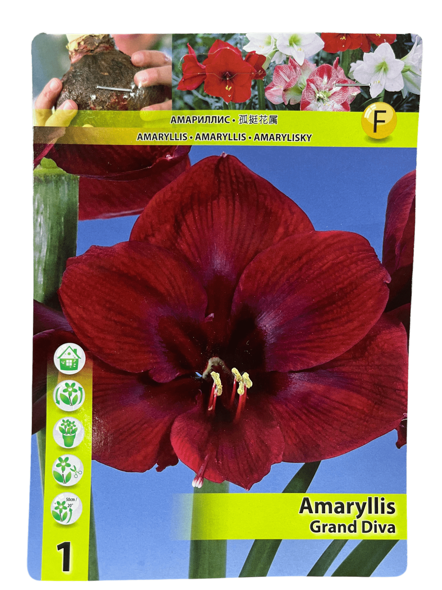 STAR CAPPERLINE STA АМАРИЛЛИС GRAND DVIA (X1),