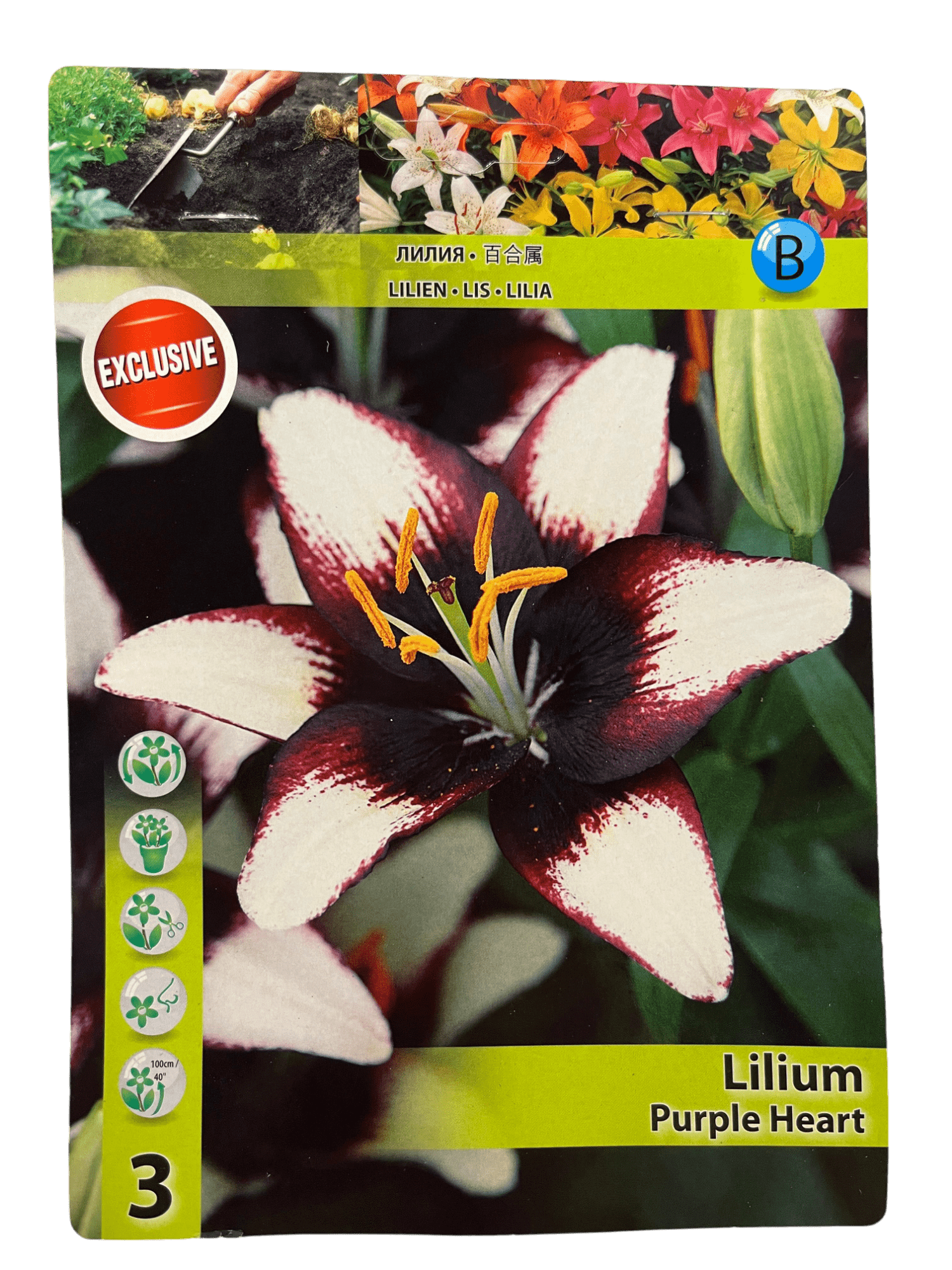 STAR CAPPERLINE STA ЛИЛИЯ PURPLE HEART (X3),