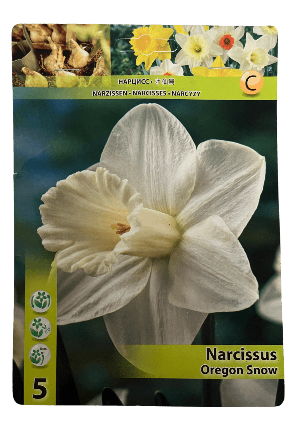 STAR CAPPERLINE STA НАРЦИСС OREGON SNOW (X5),