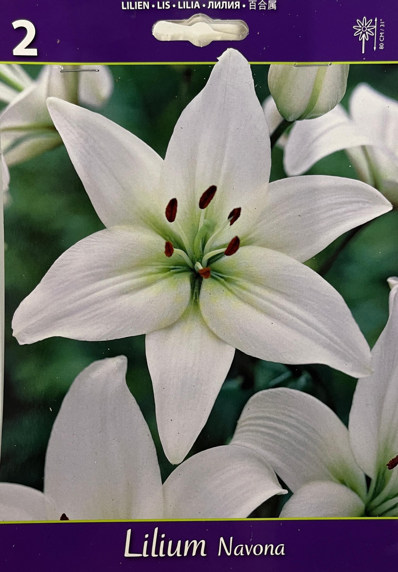 BEST BUY CAPPERLINE BES ЛИЛИЯ NAVONA (X2),